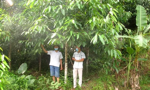 Thúc đẩy kinh tế rừng gỗ lớn tại Bắc Quang