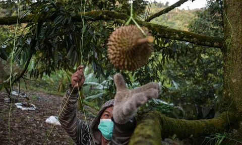 Malaysia ứng dụng công nghệ internet vạn vật và dữ liệu lớn vào canh tác sầu riêng