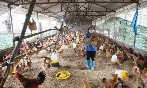 Thị trường tiêu thụ nông lâm và thủy sản được khơi thông, mở rộng