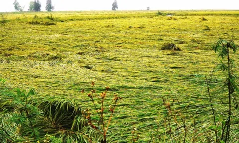 Thừa Thiên Huế: Mưa to bất thường khiến hàng nghìn hecta lúa vụ Đông Xuân gãy đổ