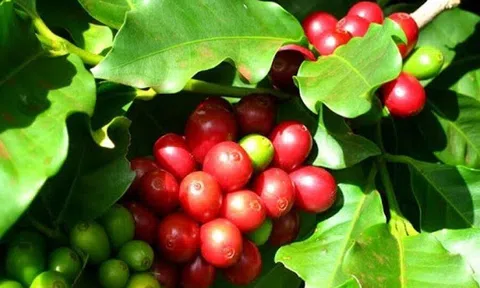 Tiêu dùng xanh ngày 4/5: Sau kỳ nghỉ dài, giá cà phê Robusta tăng tốt nhờ lực đẩy từ sàn Arabica