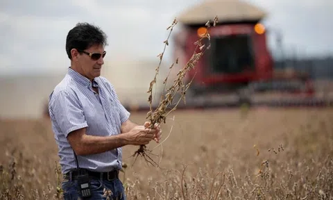 Brazil: Thị trường xuất khẩu tiềm năng cho doanh nghiệp Việt Nam