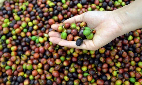 Tiêu dùng xanh ngày 5/5: Giá cà phê thế giới tăng mạnh trên cả hai sàn