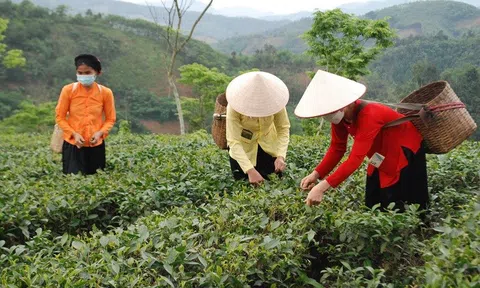 Lào Cai: Lương Sơn bứt phá nhờ trồng chè công nghệ cao và theo tiêu chuẩn hữu cơ