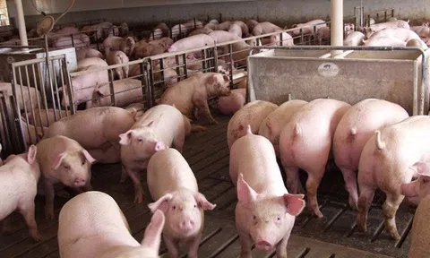 Giá heo hơi hôm nay 6/5: Miền Bắc biến động, miền Nam giảm nhẹ