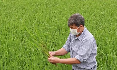 Trồng lúa hữu cơ giúp nâng cao giá trị hạt gạo