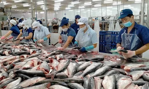 Ghi nhận tăng trưởng 3 con số về xuất khẩu cá tra sang thị trường Mỹ và Trung Quốc