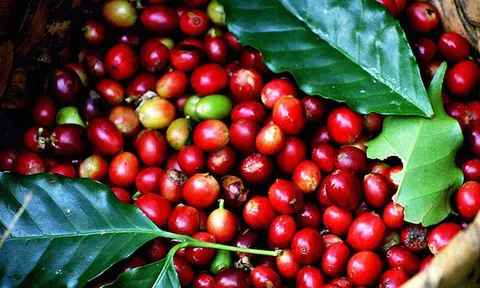 Tiêu dùng xanh ngày 7/5: Giá cà phê trong nước dao động trong khoảng 41.000 - 41.500 đồng/kg, giá cà phê thế giới tiếp tục giảm