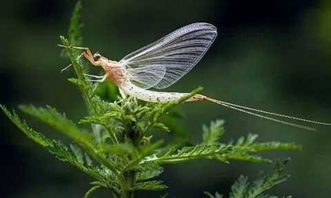 Săn "lộc trời" ngoài sông Hồng, ngày kiếm tiền triệu