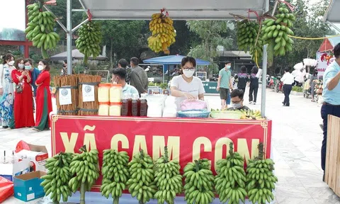 Lào Cai: Xây dựng thương hiệu chuối ngự Cam Cọn