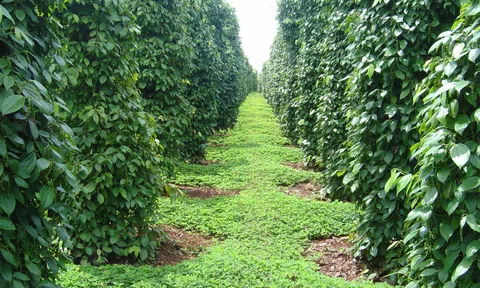 Vi nấm diệt tuyến trùng thay thuốc trừ sâu