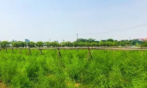 Nông dân có thu nhập ổn định nhờ trồng cây đặc sản, nuôi con đặc sản