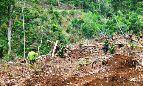 Lâm Đồng thu hồi hơn 104ha đất đã cho doanh nghiệp Anh Hải thuê