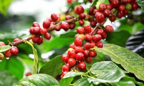 Tiêu dùng xanh ngày 9/5: Tiếp đà giảm ngày đầu tuần