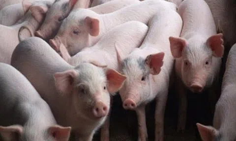 Giá heo hơi hôm nay 9/5: Đi ngang trên diện rộng