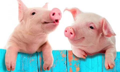 Giá heo hơi ngày 10/5: Khó vượt ngưỡng 60.000 đồng/kg