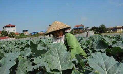 Bón rau bằng phân bón hữu cơ được sản xuất theo công nghệ Nhật Bản