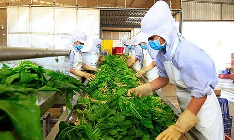 Tiếp sức cho các doanh nghiệp xuất khẩu gia vị, rau, quả sang thị trường châu Âu