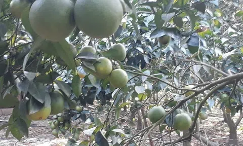 Cây cam làm cho Lương Sơn trở nên trù phú, sầm uất hơn xưa nhiều rồi!