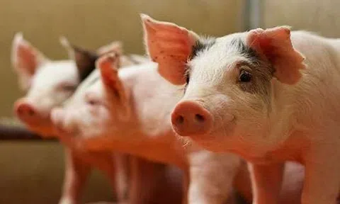 Giá heo hơi hôm nay 11/5: Giá heo hơi miền Bắc đi ngang, miền Nam và miền Trung giá tăng