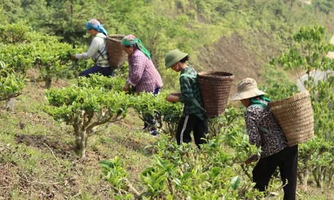 Chè Shan tuyết 'đặc sản thoát nghèo' ở vùng cao xứ Nghệ