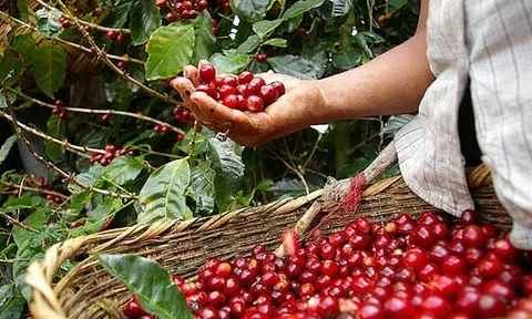 Tiêu dùng xanh ngày 12/5: Giá cà phê Arabica tăng cực mạnh sau 3 phiên giảm liên tiếp