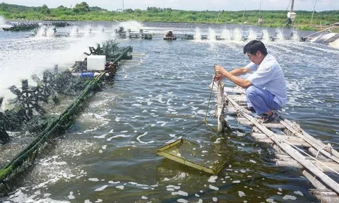 Bến Tre phát triển ngành tôm trở thành ngành công nghiệp sản xuất mũi nhọn