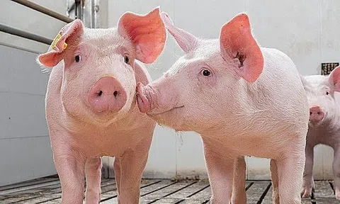 Giá heo hơi hôm nay 13/5: Đi ngang trên nhiều địa phương