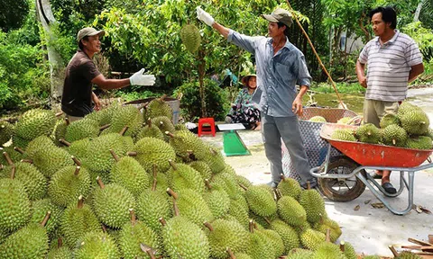 Nông dân rạng rỡ vì sầu riêng được mùa được giá