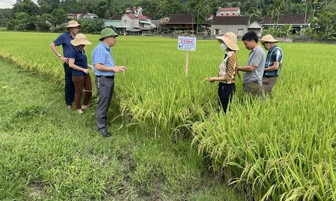 Quỳ Hợp (Nghệ An): Đánh giá mô hình khảo nghiệm giống lúa lai VT404