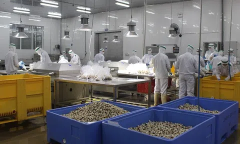 Xuất khẩu nghêu sang thị trường châu Âu tăng mạnh