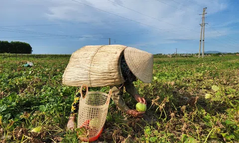 Hà Tĩnh: Giá dưa tăng gấp đôi nhưng nông dân buồn vì năng suất giảm