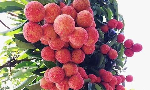 Hơn 100 thương nhân Trung Quốc sẽ đến Lục Ngạn mua vải thiều