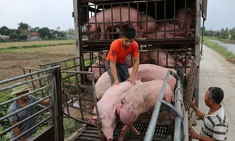 Giá heo hơi hôm nay 15/5: Một tuần biến động nhẹ