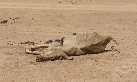 Hạn hán tồi tệ nhất trong 40 năm đe dọa hàng triệu người dân châu Phi