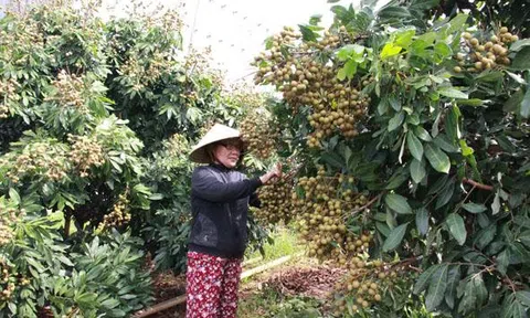 "Ép" nhãn ra trái vụ, nông dân thu lời lớn