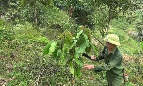 Giống cây 'trời ban' giúp huyện miền núi Nghệ An xóa đói giảm nghèo