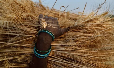 Giá lúa mì quốc tế tăng gần 6% sau lệnh cấm xuất khẩu của Ấn Độ