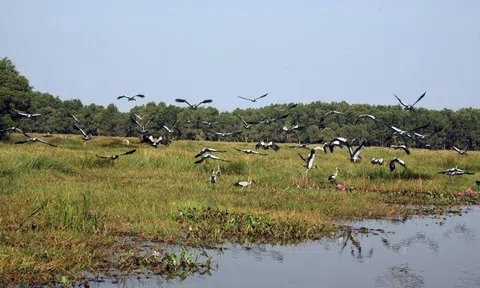 Chỉ thị mới của Thủ tướng Chính phủ về giải pháp cấp bách bảo tồn các loài chim hoang dã, di cư