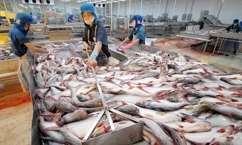 Thêm 6 nhà máy chế biến cá tra được xuất khẩu sang Mỹ