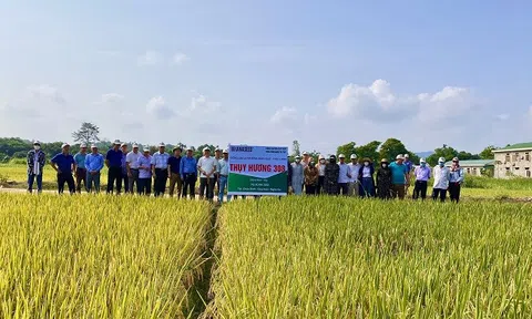 Quỳ Hợp (Nghệ An) xây dựng thành công mô hình trình diễn giống lúa lai Thụy Hương 308