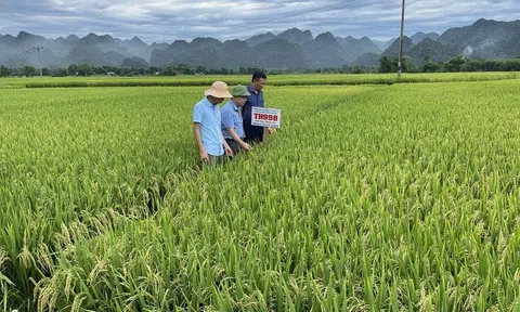 Quỳ Hợp (Nghệ An): Kết quả bước đầu mô hình khảo nghiệm giống lúa thuần chất lượng cao TH998