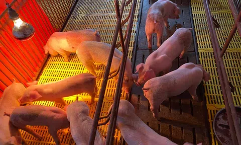 Thu nhập nửa tỷ đồng mỗi năm nhờ chăn nuôi lợn công nghệ cao ở vùng biên cương