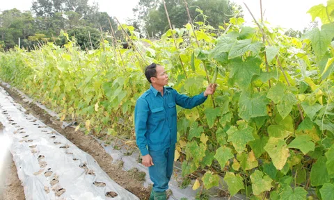 Cùng nhau chuyển đổi nông nghiệp xanh, sạch, bền vững