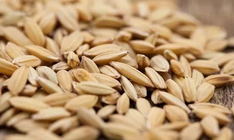 Xuất cấp 2.455 tấn hạt giống hỗ trợ 2 tỉnh