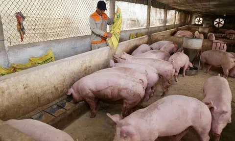 Giá heo hơi hôm nay 22/5: Tiếp tục tăng giảm trái chiều