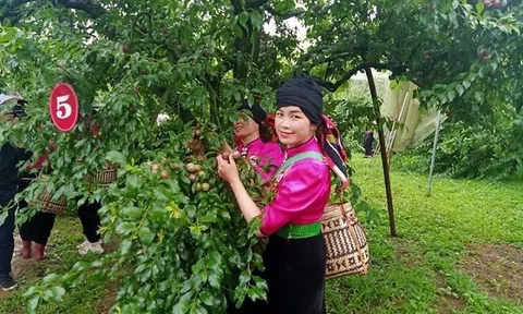 Sôi động ngày hội hái mận trên cao nguyên Mộc Châu