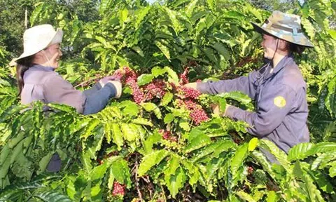 Tạo động lực để kết nối nông nghiệp Tây Nguyên