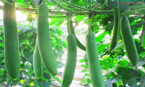 Mướp hương: Hương vị quê nhà