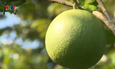 Xuất khẩu nông sản Việt có nhiều tín hiệu khả quan